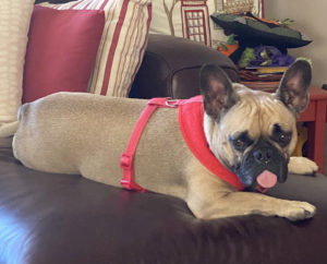 Tan and black French Bulldog with red harness